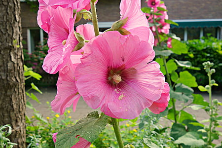 Ζεφ γ., λουλούδι, άνθιση, αλκέα, Malvaceae, το καλοκαίρι