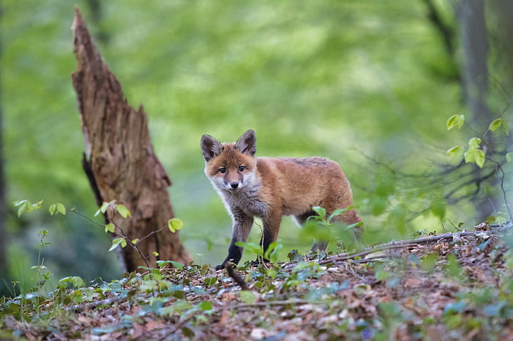 Fuchs, mladý fox, zviera, divoké, Príroda, zvedavý, zvierat voľne žijúcich živočíchov