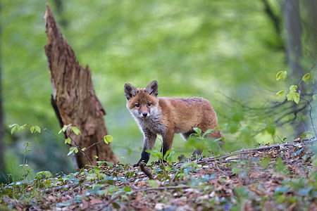 Fuchs, fiatal fox, állat, vadon élő, természet, Kíváncsi, állati wildlife