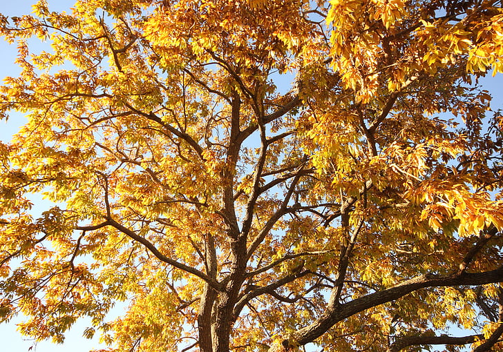 Осінь, Золотий, дерево, Осінні листи, жовтий, ліс, помаранчевий