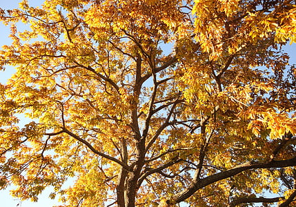 Outono, dourado, árvore, folhas de outono, amarelo, floresta, laranja