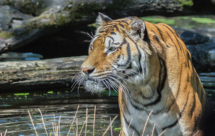 tiger, wilderness, serengeti park, big cat, predator