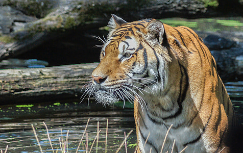 Tigre, nature sauvage, Parc du Serengeti, gros chat, Predator