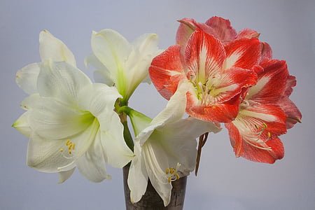 Amaryllis, vermell, blanc, flor, flor, flor, planta