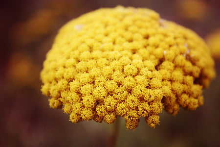 yellow, mustard, flower, autumn, fall, natural, organic
