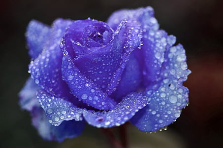 rosa, blu, fiore, natura, Blossom, primavera, pianta
