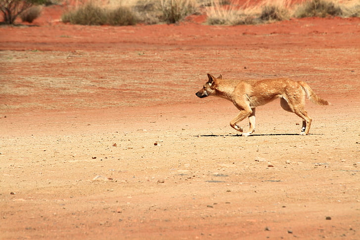 dingo, wildlife, australia, wild, dog, animal, mammal