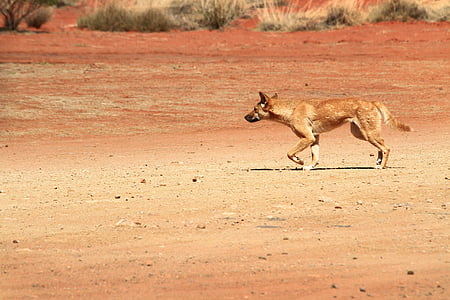 Dingo, voľne žijúcich živočíchov, Austrália, divoké, pes, zviera, cicavec
