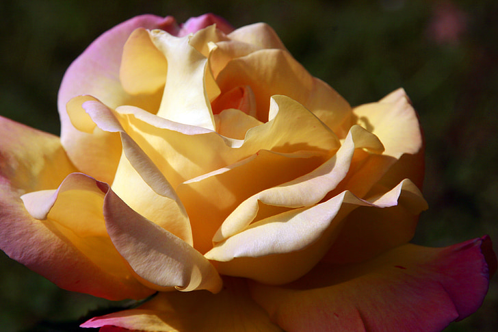 τριαντάφυλλο, λουλούδι, Κίτρινο, floral, ροζ, μπουκέτο, παλιάς χρονολογίας