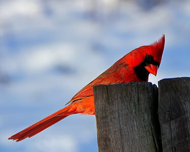 сніг, птах, Природа, Кардинал, Самець, взимку, червоний