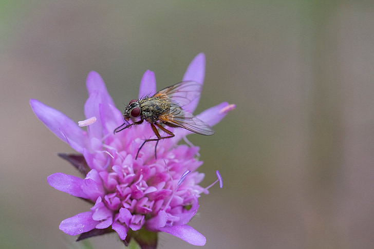 fly, flower, insect, nature, plants, winged insect