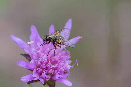 fly, flower, insect, nature, plants, winged insect