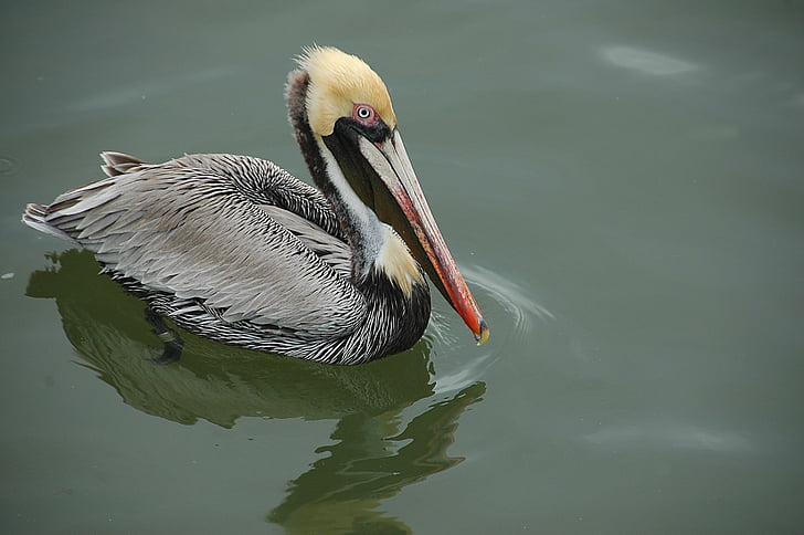 pelican, wading, bird, avian, wildlife, waterbird, pelecanus