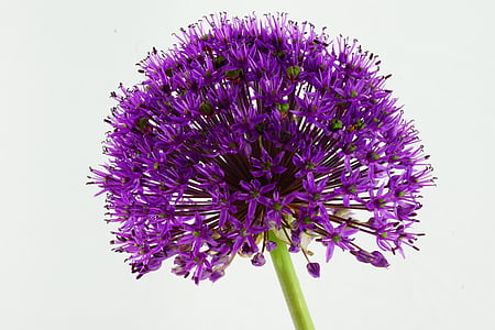 cebolla ornamental, flor, verde, flores, planta, violeta, naturaleza