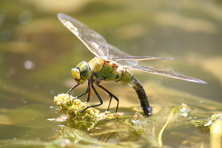 Dragonfly, Chyba, Příroda, zahrada, rybník, zelená