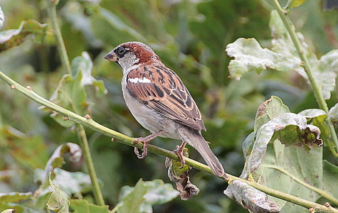 sperling, sparrow, passeridae, birds, songbirds, bird, songbird