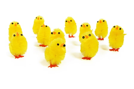 piščanci, živali, otroka, ptica, srčkano, Velikonočni, rumena