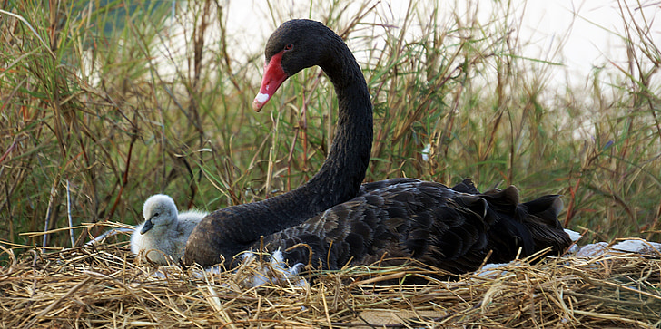 black, swan, chick, breeding, myanmar