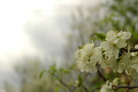 spring, green, bloom, flowers, flourishing, white, apple
