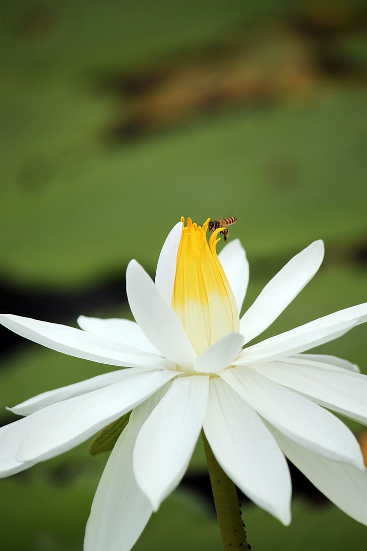 Lotus, floare, alb, floare, petale, floare de Lotus