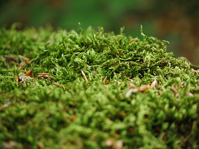 Moss, bosque, verde, paisaje, árboles, plantas, naturaleza