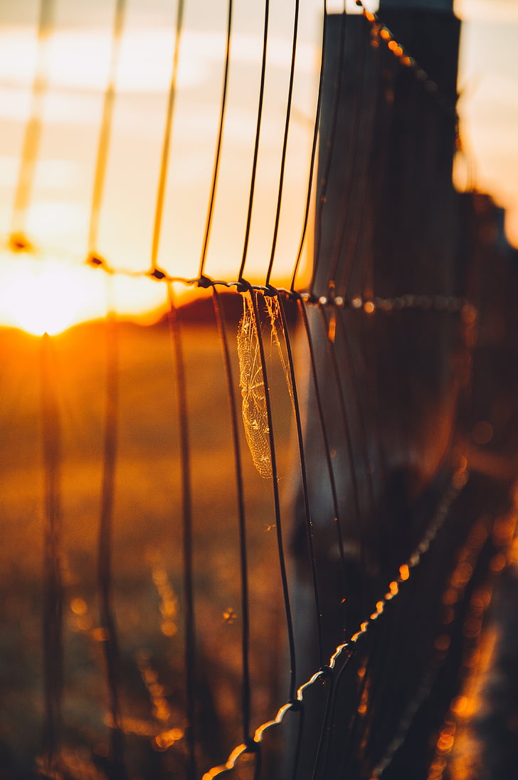 spider, web, golden, hour, sunset, fence, countryside