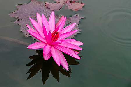 Lotus, Pink lotus, Bo, tanaman air, bunga