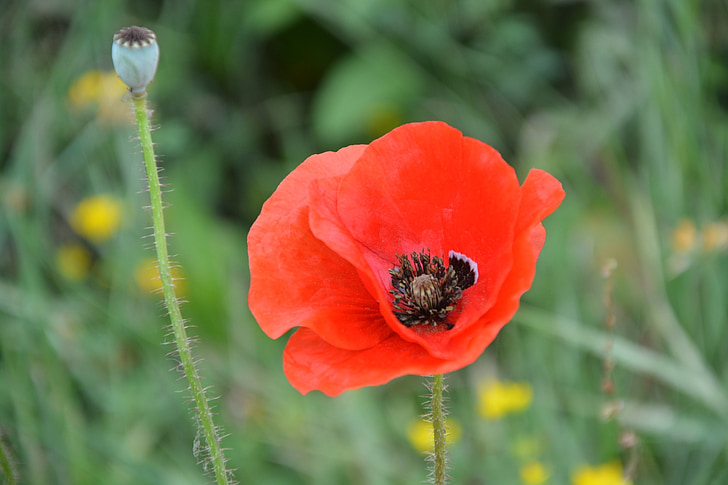 poppy, flower, red, nature, fields, country, petals