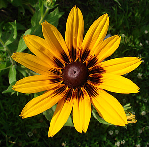 Rudbeckia, HIRTA, λουλούδι, άνθιση, Κίτρινο, φύση, άνθος