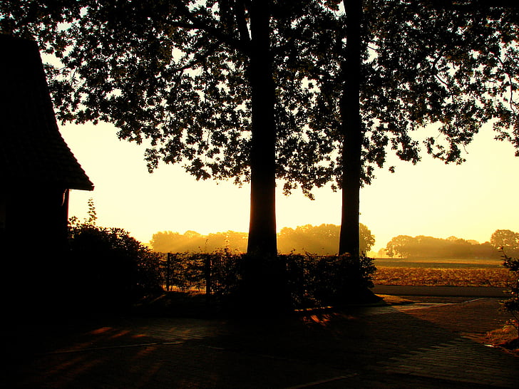 autumn, fog, back light, sunset, light, two trees, tree