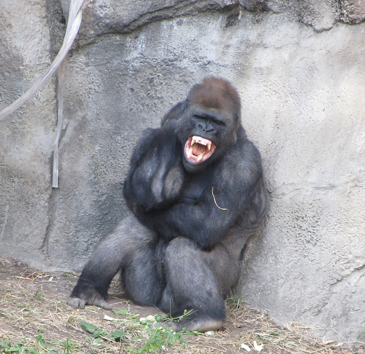 angry gorilla, fangs, teeth, rage, fierce, growling, sitting
