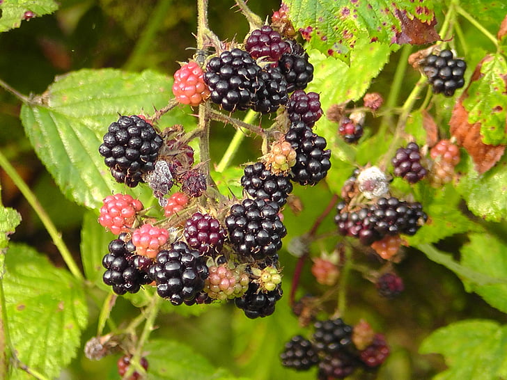 blackberries, bush, nature, fruit, berries, bramble, fruits