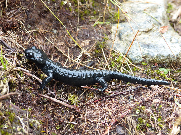 Alpine salamander, padder, Salamander, Real salamander, dyr, padder, Alpine