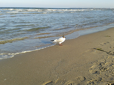 baltic sea, beach, sea, sand, coast, gull, nature