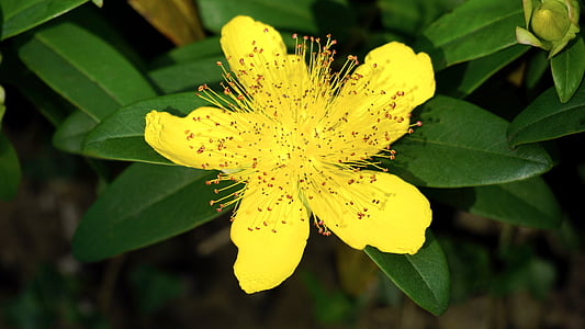 Κίτρινο, λουλούδι, φύση, φυτό, άνοιξη, φυσικό, χλωρίδα