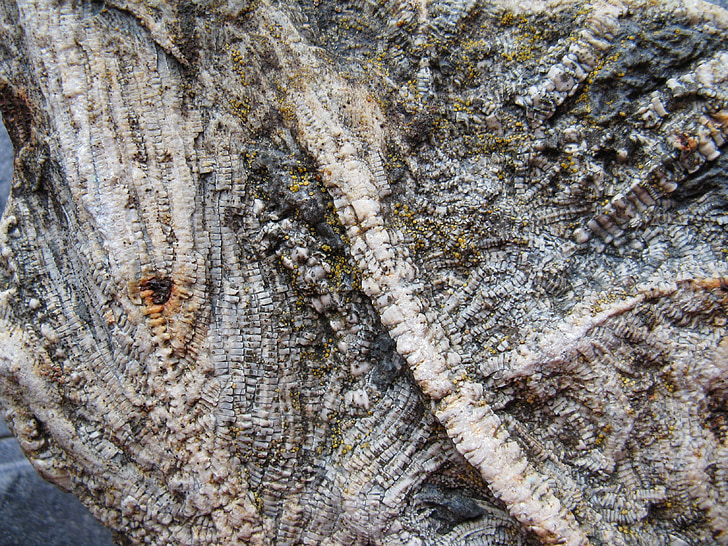 Lili laut, fosil, punah, crinoids yang aneka, batu kapur, Lili laut, kuno