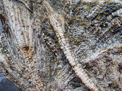 zee-lelies, fossielen, uitgestorven, crinoids, kalksteen, Crinoidea, oude