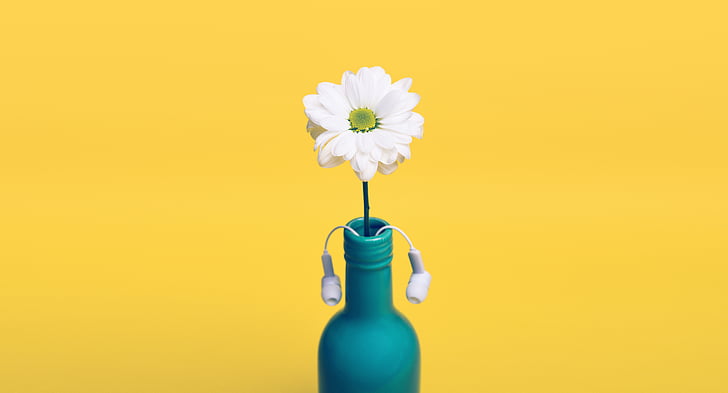 white, petaled, flower, blue, bottle, yellow, daisy