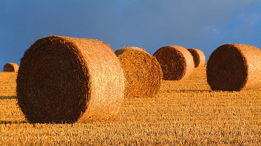 bales, straw, harvest, landscape, farmland, harvesting, gold