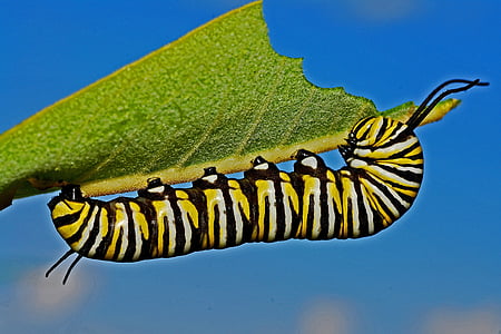 amarillo, Blanco, Caterpillar, verde, hoja, mariposa, naturaleza