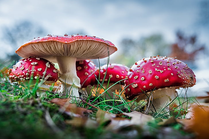 matryoshka, red fly agaric mushroom, mushrooms, forest, nature, red, toxic