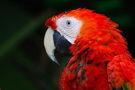 red, parrot, green, macaw, bird, animal, one animal