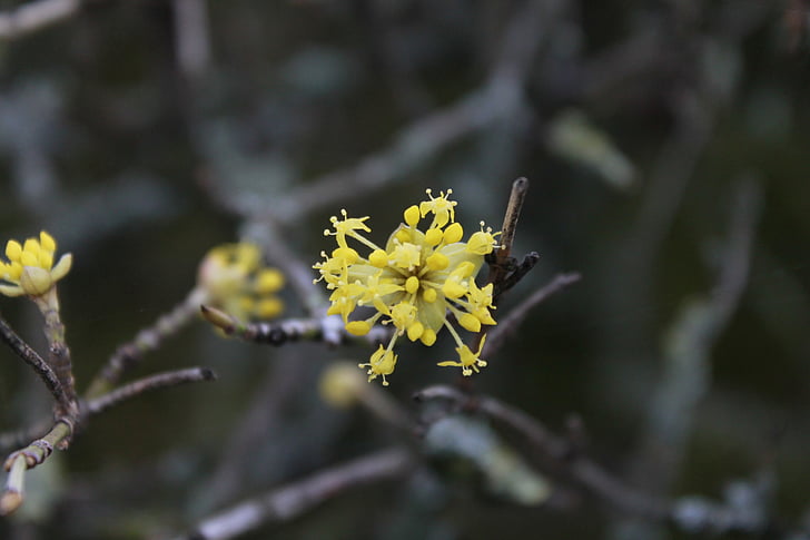 flowers, close, spring, plant, yellow
