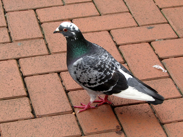 Due, fuglen, dyr, oppdaget, byen pigeons
