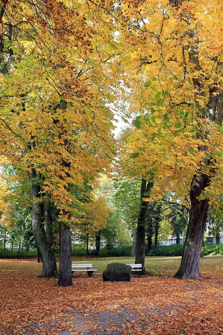 Parque, árbol, otoño, hojas, Banco, piedra, roca