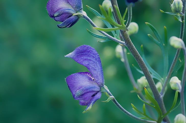 wild sage, blossom, bloom, blue, blue flowers, lamiaceae, plant