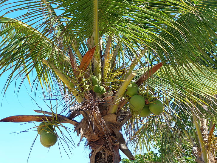kookospähkinä puu, Coco, vihreä, Beach, hedelmät, Luonto, puu