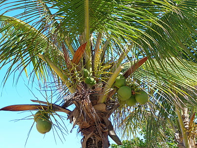 Kokospalme, Coco, Grün, Strand, Obst, Natur, Baum