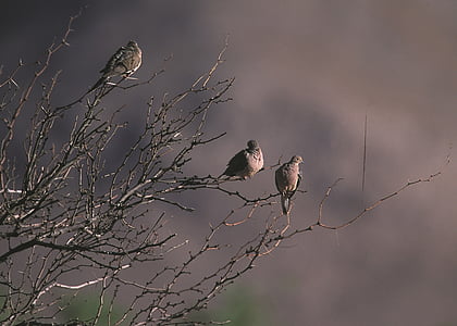mourning doves, tree, birds, wildlife, nature, branches, wild
