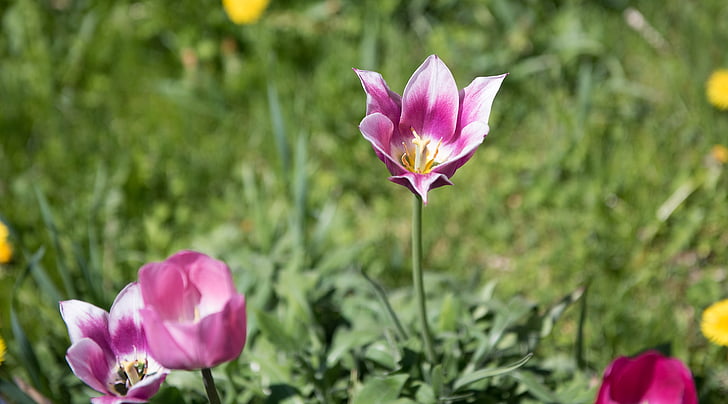 tulips, flower, garden, spring, nature